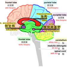 脳　海馬　側頭葉　前頭葉　絵