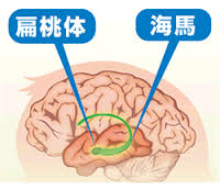 海馬と扁桃体