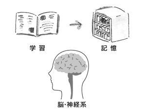 学習　記憶　脳
