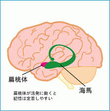 感情をともなうとよく記憶される理由 予備校なら武田塾 広島校