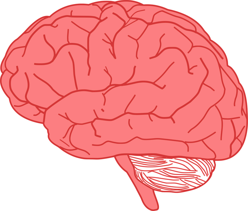 脳に良い食べ物について 脳を健康に保ち勉強の効率を上げよう