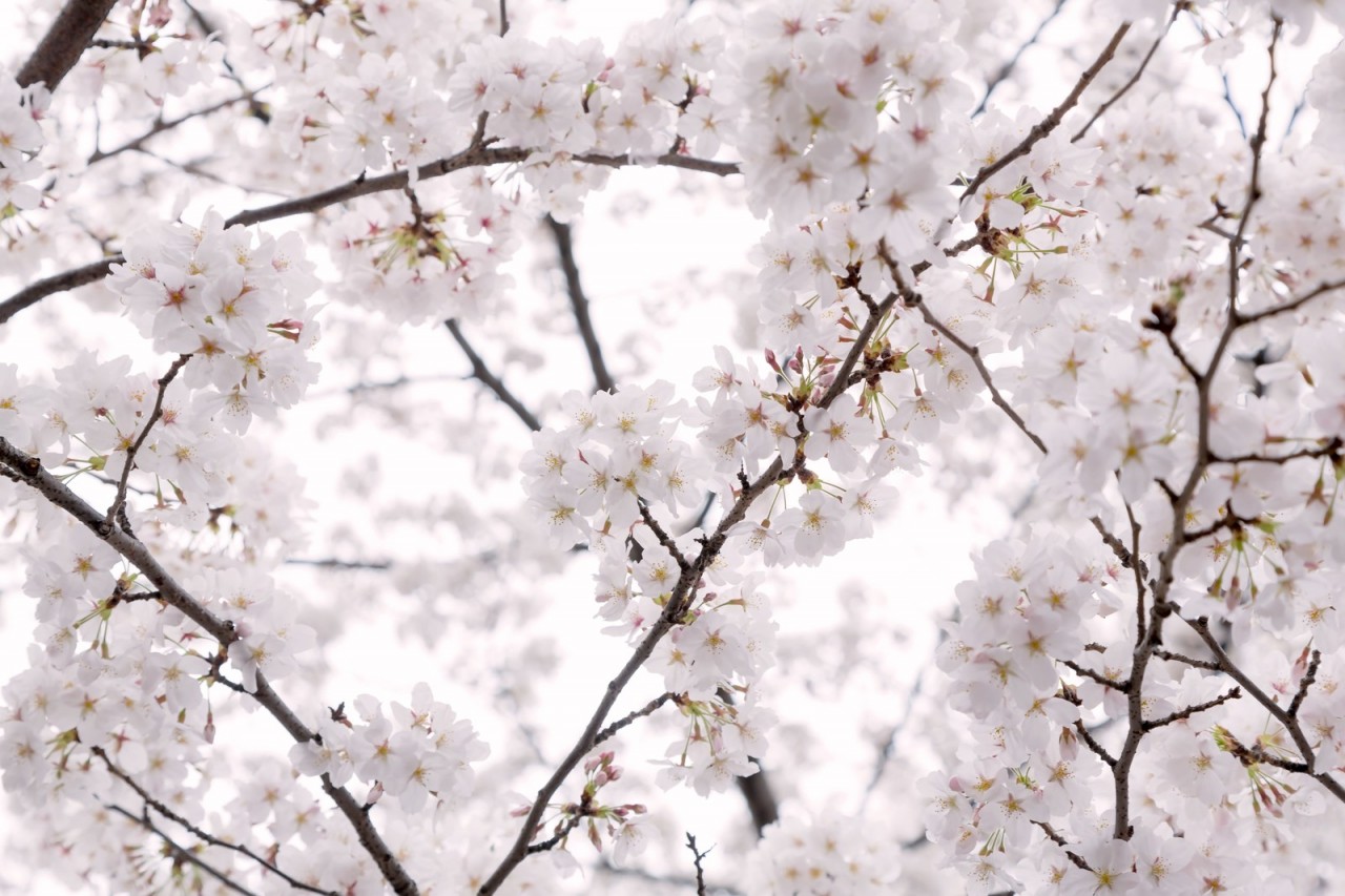 桜・画像