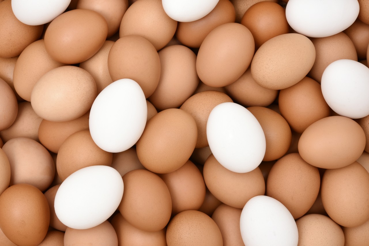 tamago