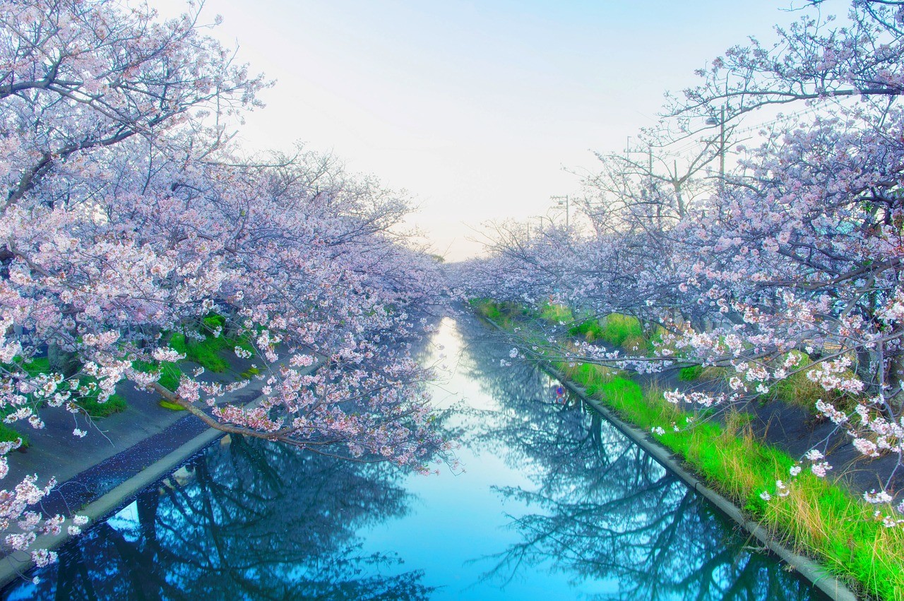 桜並木と河川