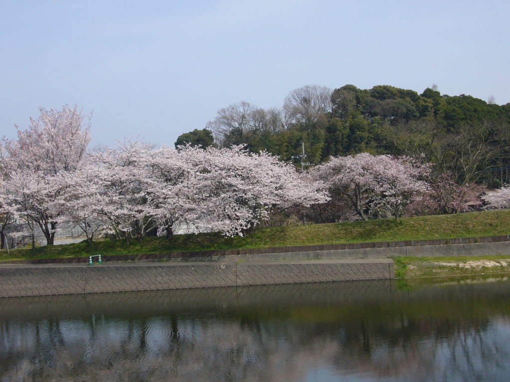 白水大池公園の桜