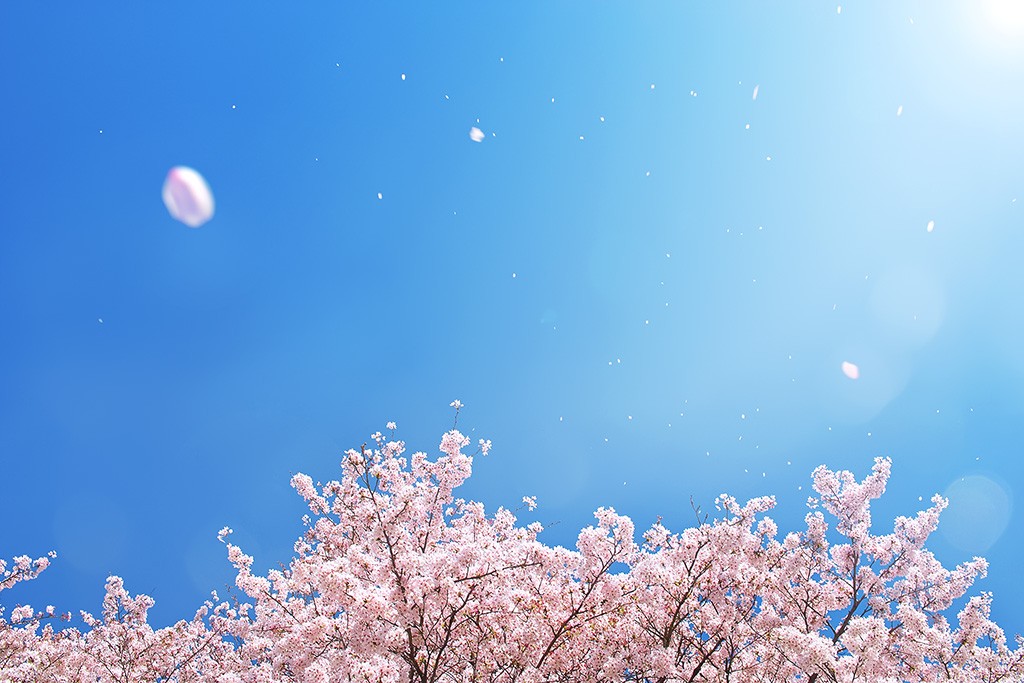 大学受験を控える受験生必見！来年は桜を咲かせよう！