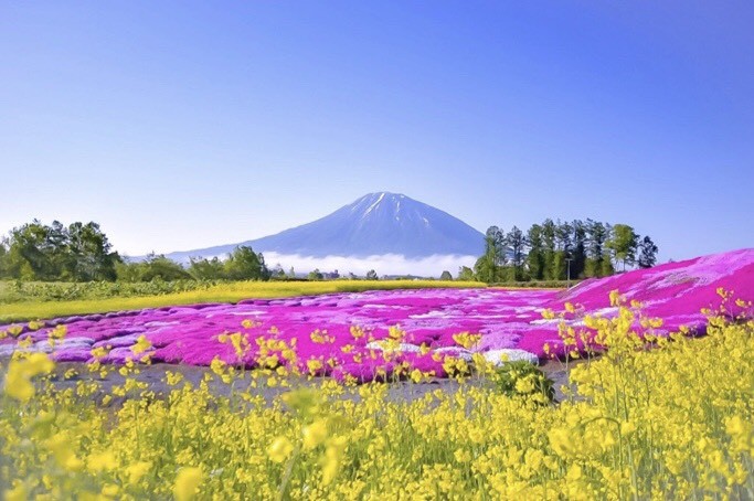 富士山とお花畑