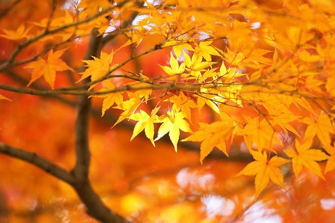 autumn-leaves_00020