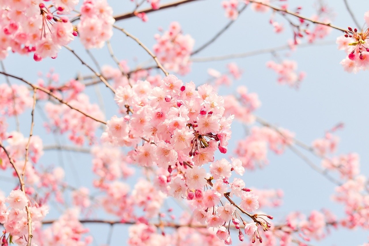 cherry-blossom-tree-1225186_1280