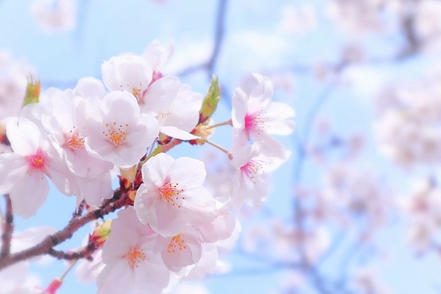桜と青空の画像