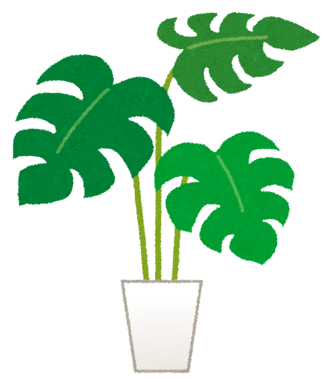 plant_monstera