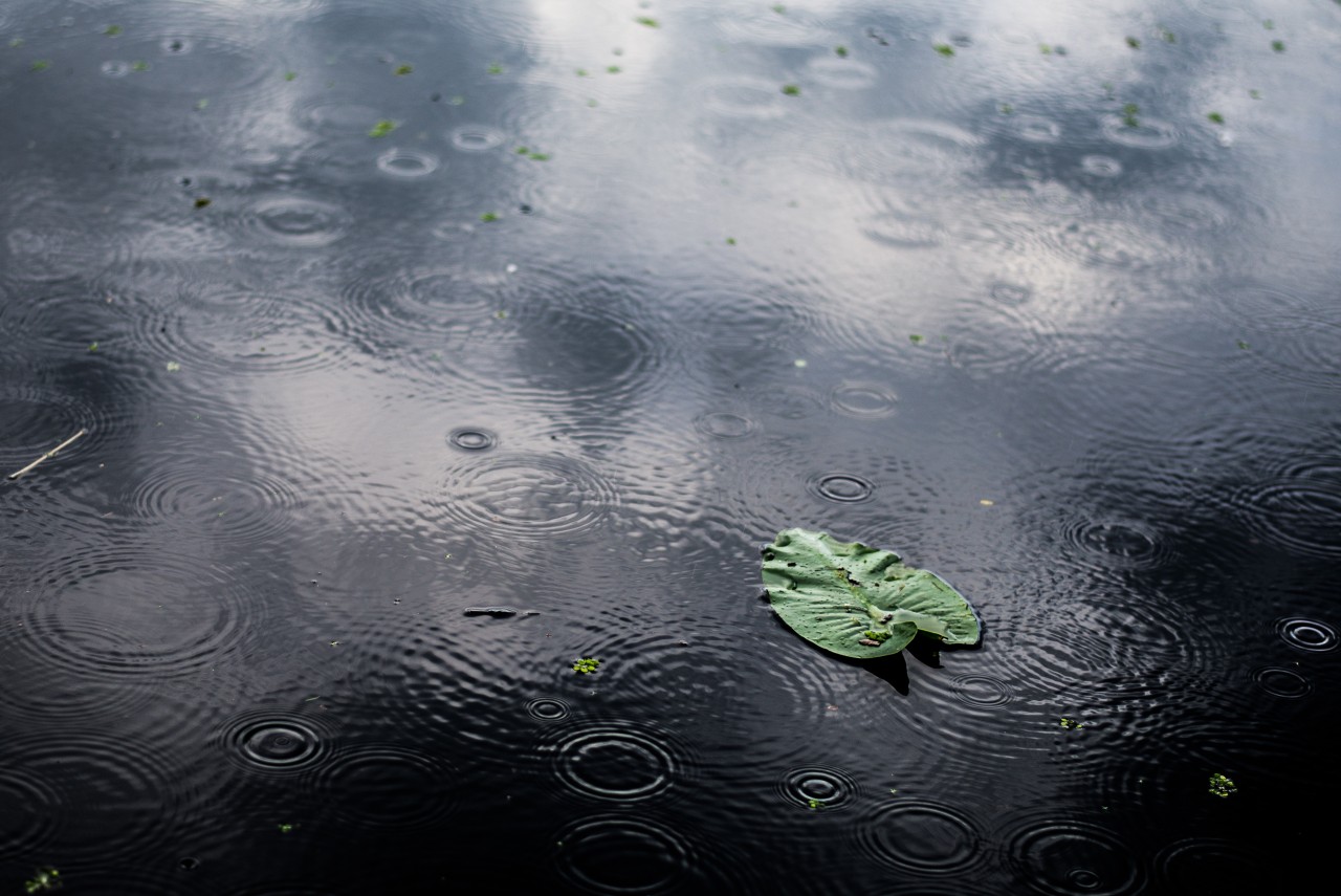 high-angle-closeup-shot-isolated-green-leaf-puddle-rainy-day