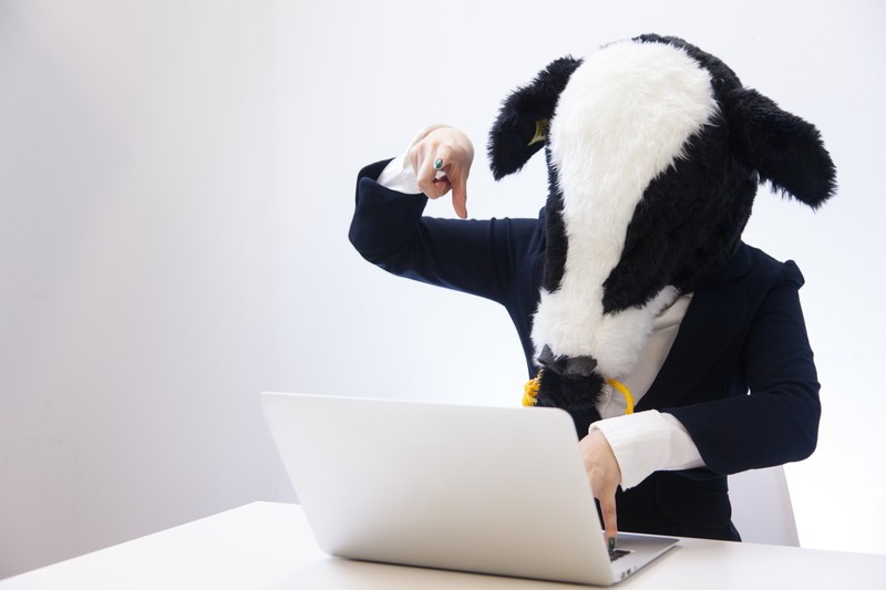 パソコン作業をしている牛