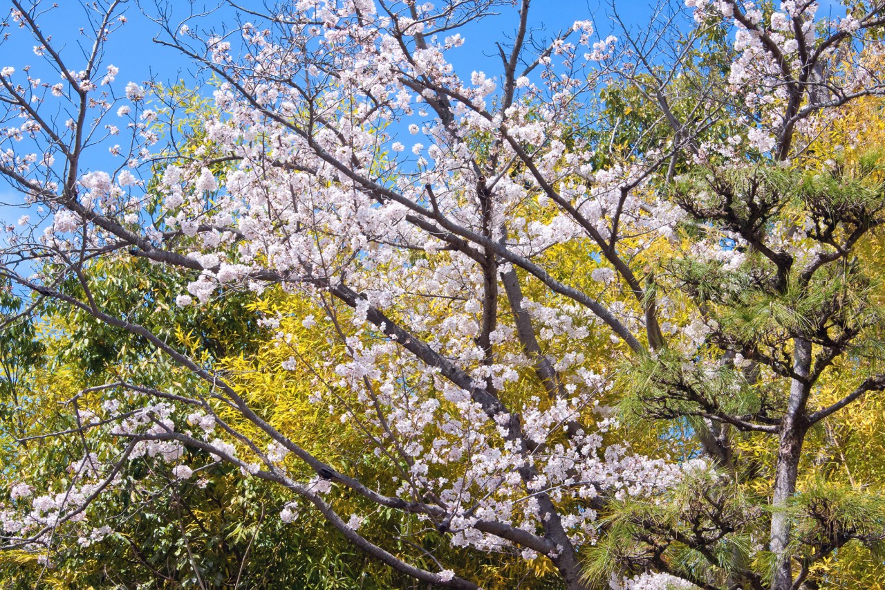 cherry-blossom_00022