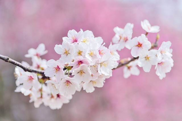 cherry-blossoms-g7ea535fe6_640