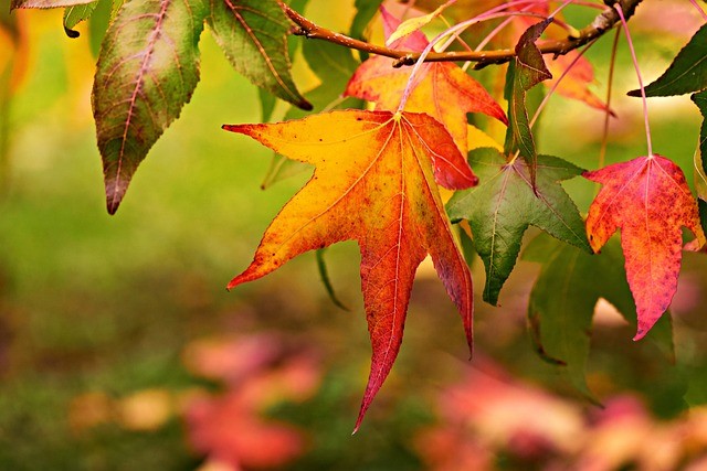 autumn-leaf-g75d44e95f_640