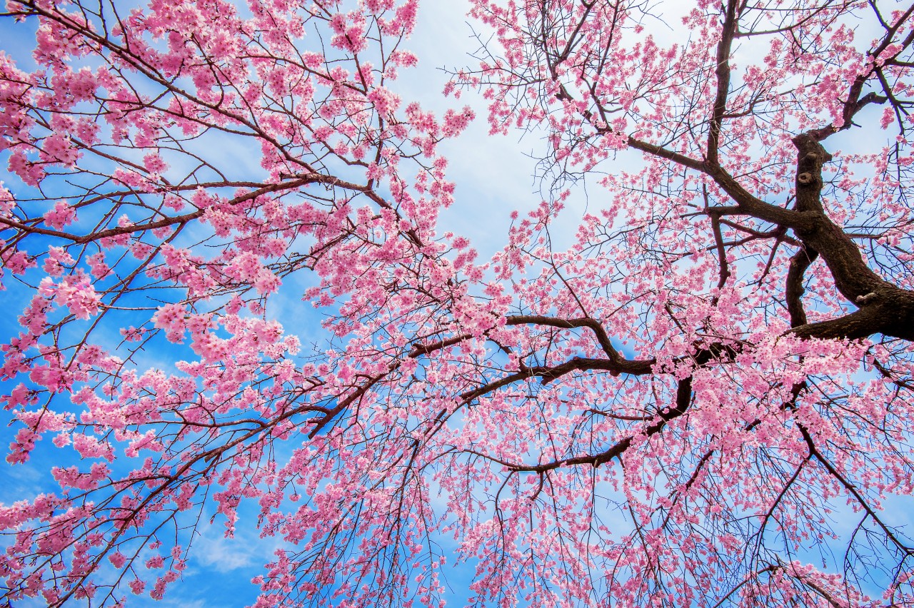 桜　祝福の春