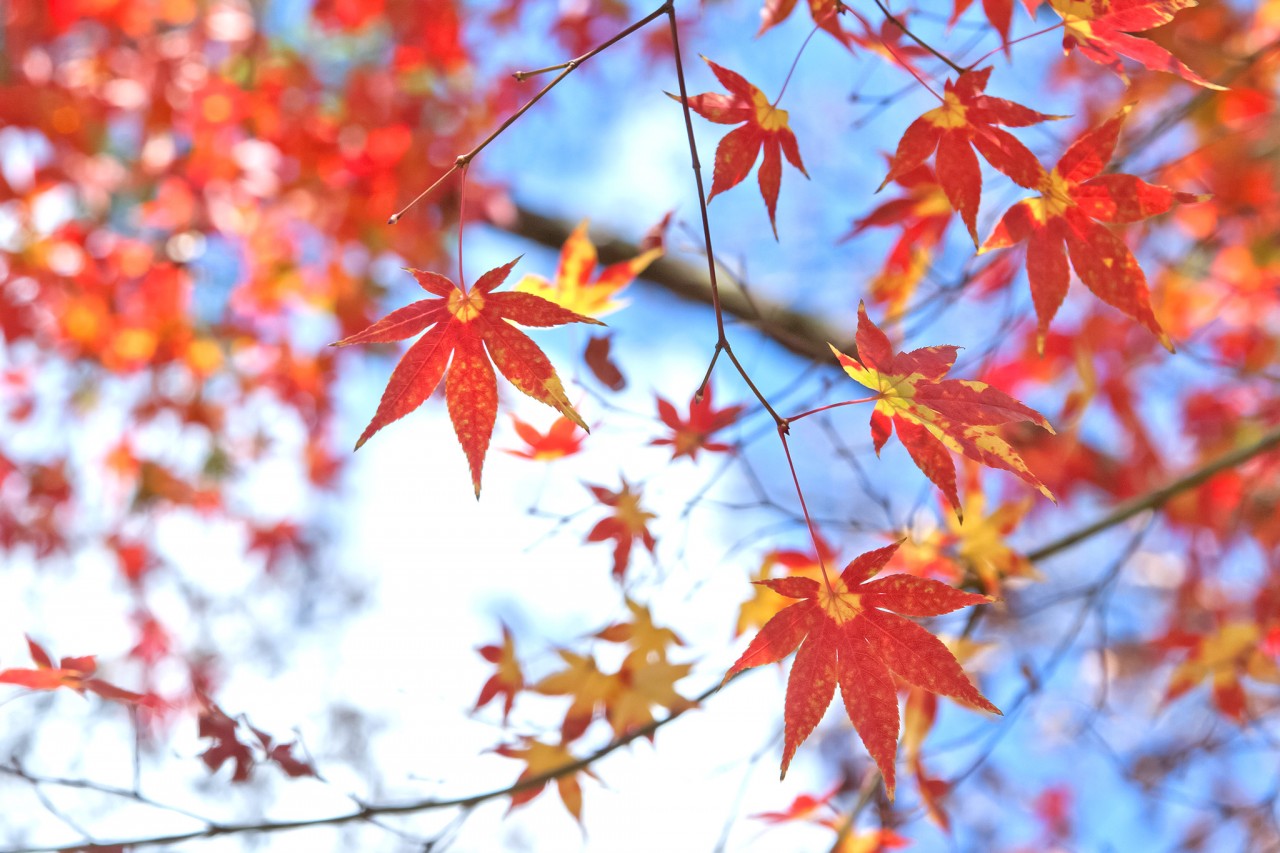 autumn-leaves_00019