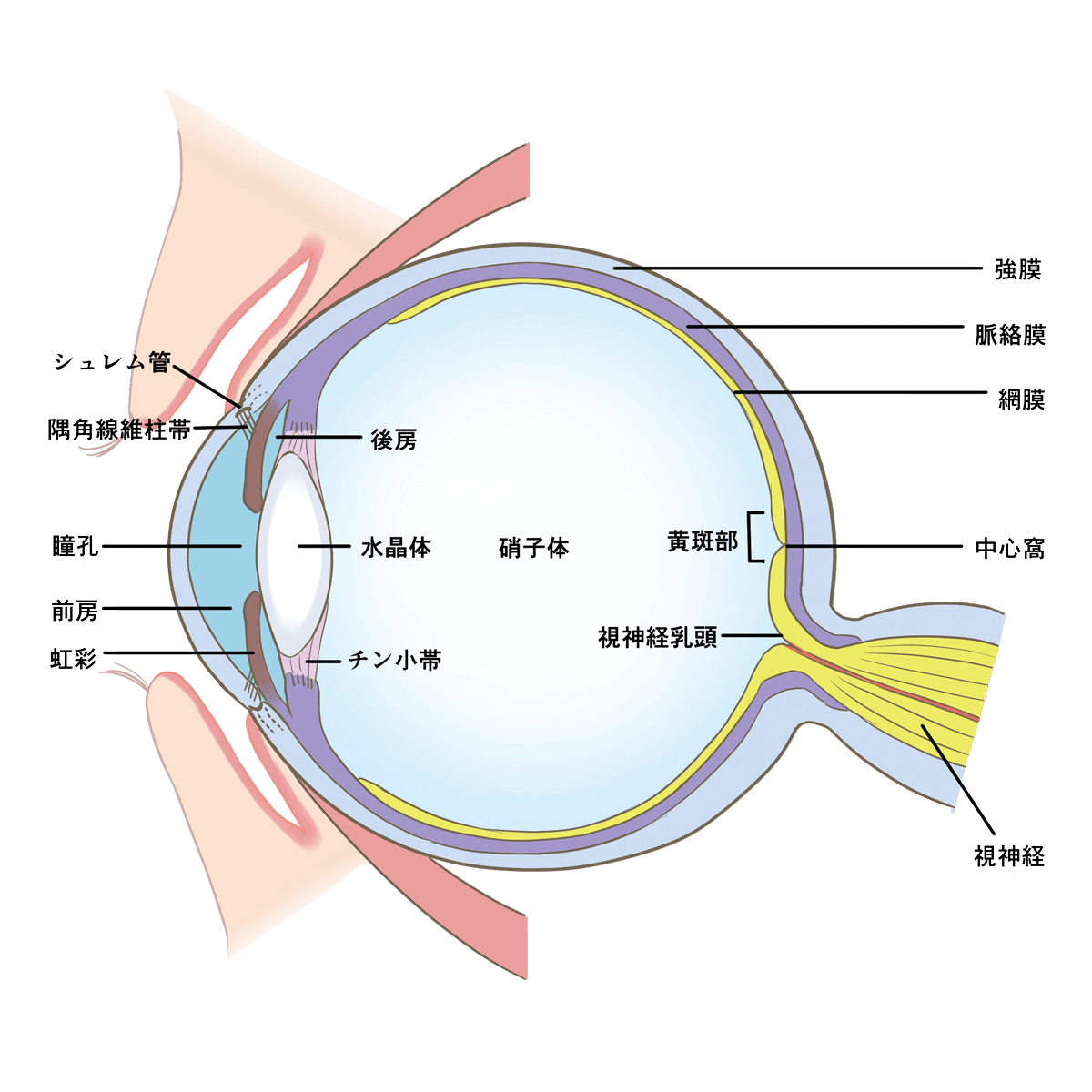 eyeball-anatomy