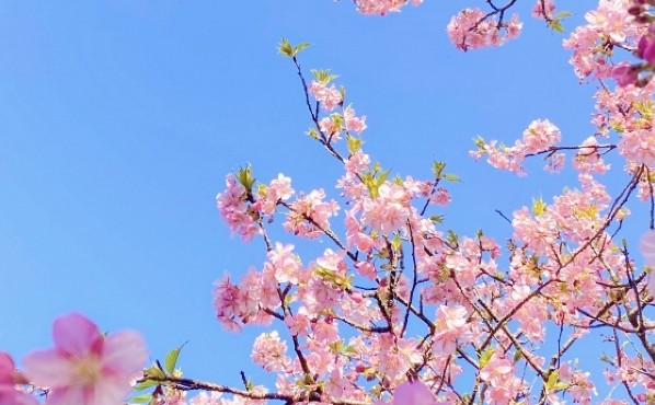 桜　きれい　写真