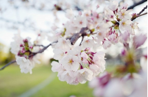 桜　木　花